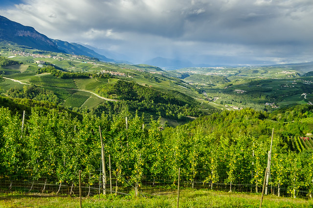 Orchards, Trentino, Italy