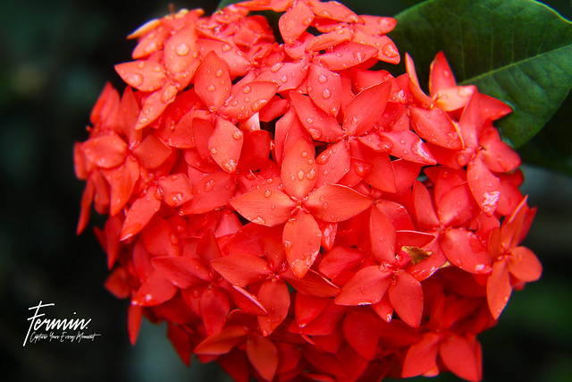 Capture a West Indian Jasmine flower