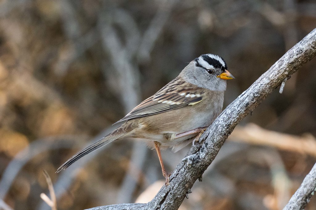White-crowned Sparrow Nimitz Way Tilden-5749