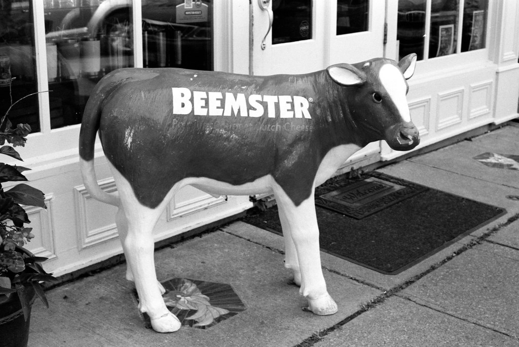 Beemster Cow