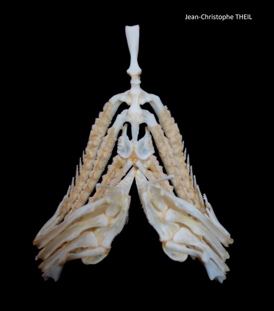 Appareil branchial de Mérou Blanc / White Grouper branchial apparatus (Epinephelus) ventral view