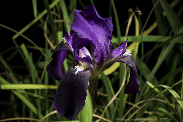 Iris bicapitata Colas., Fl. Medit. 6: 214 (1996).