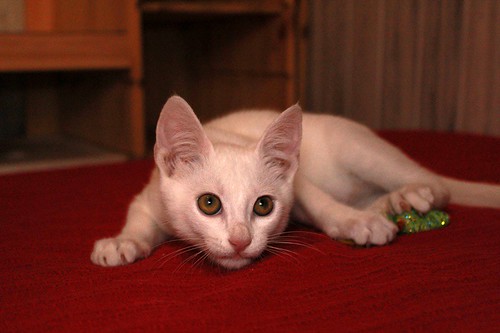 monk - Monk, gatito blanco Sordo súper cariñoso y activo esterilizado, nacido en Junio´22, en adopción. Valencia. 52408201971_405ddc73bb