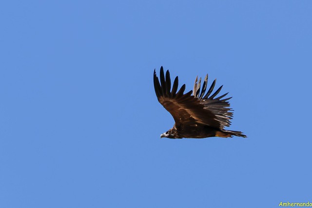 Buitre negro-Aegypius monachus-Black vulture