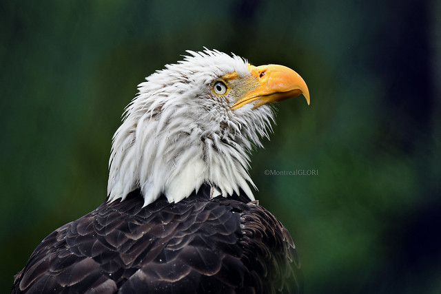 Portrait of a Handsome Bald Eagle