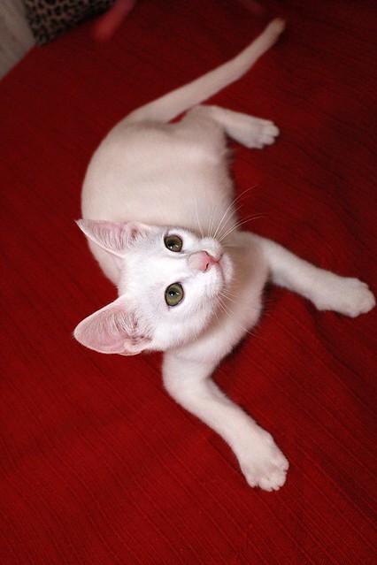 monk - Monk, gatito blanco Sordo súper cariñoso y activo esterilizado, nacido en Junio´22, en adopción. Valencia. 52408489964_3164e4d596_z