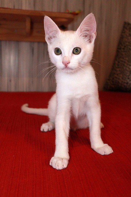Monk, gatito blanco Sordo súper cariñoso y activo esterilizado, nacido en Junio´22, en adopción. Valencia. 52408489994_51a4096658_z