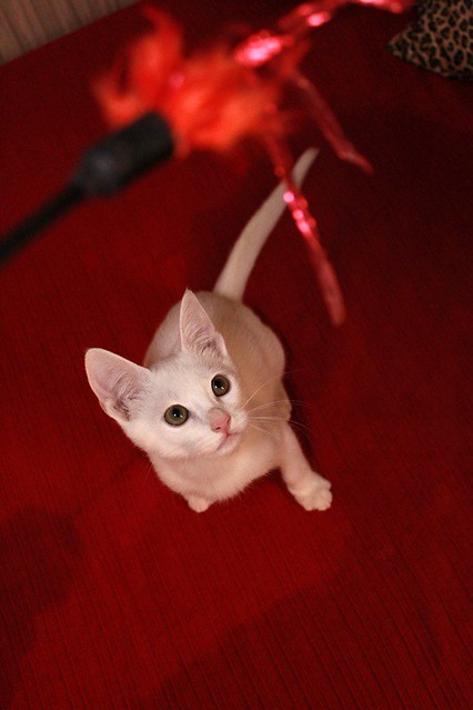 monk - Monk, gatito blanco Sordo súper cariñoso y activo esterilizado, nacido en Junio´22, en adopción. Valencia. 52408647920_1f327b583c_z