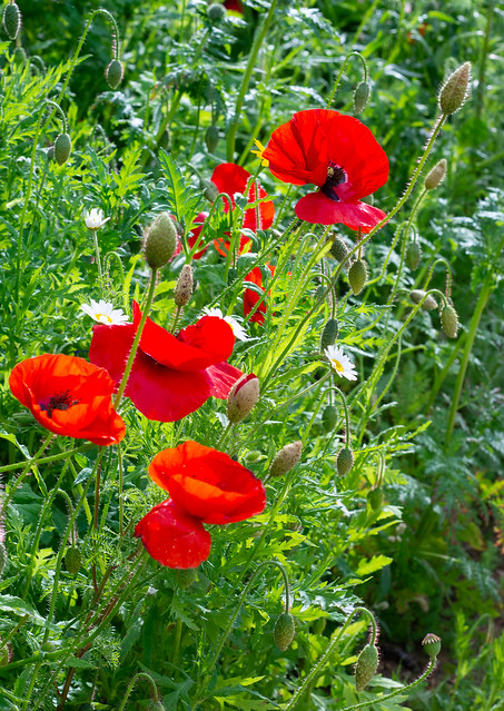 Poppies. Beyond the trees, Avondale forest Park
