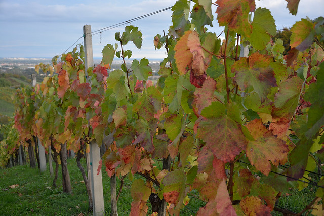 Vineyard in autumn colors