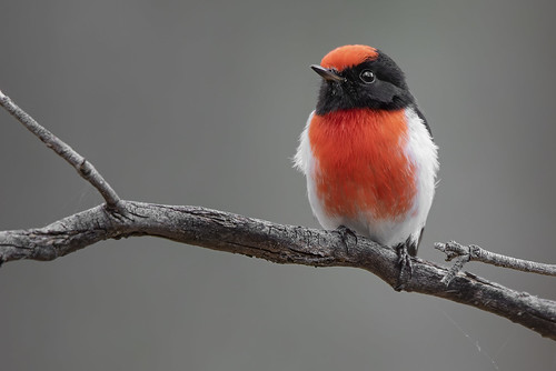 Red-capped Robin 2022-09-30 (7D_182A2236)