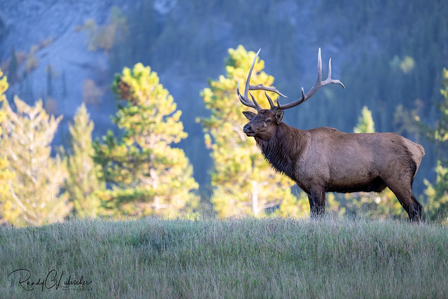 Elk of the Canadia Rockies | 2022 - 3