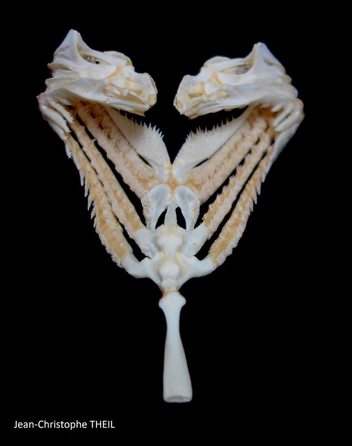 Appareil branchial de Mérou Blanc / White Grouper branchial apparatus (Epinephelus) ventral view