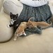Kittens galore