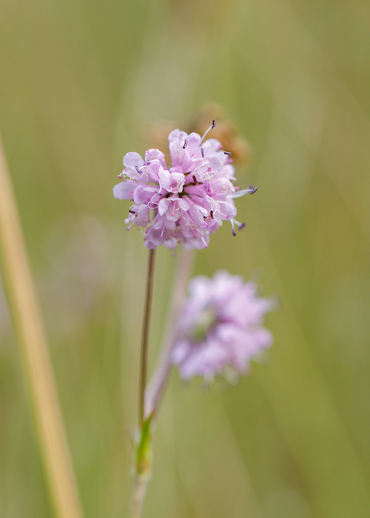 Pink Scabious
