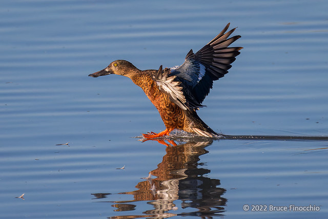 With Wings Back, A Male Northern Shoveler In Non-breeding Plumage Landing On The Water's Surface