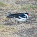 Pin-tailed whyda