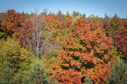Northward view from Cowpie Hill, acersaccharum canada dufferincounty flickrpub honeywood ontario unicamp autumn fallcolour landscape published red sugarmaple trees