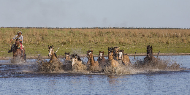 caballos  y gaucho cruzando una laguna