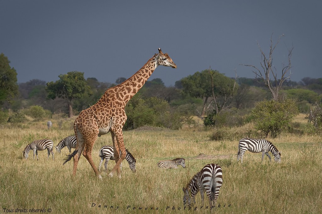 Girafe ,   Tanzanie ,,  Giraffe , Tanzania