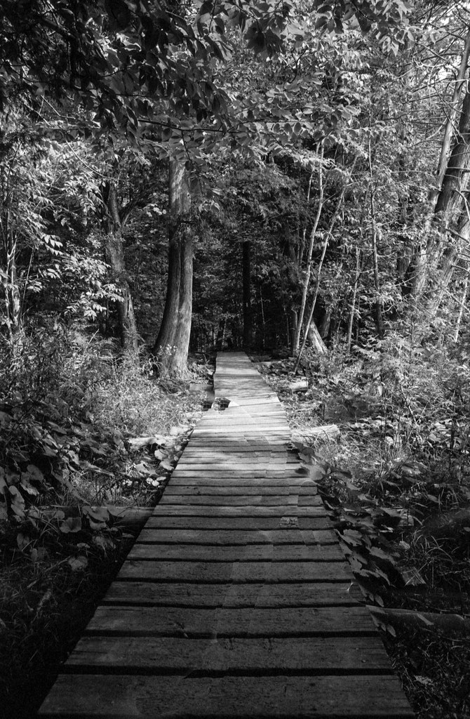 Wooden Portion of the Bruce Trail Sept 2022