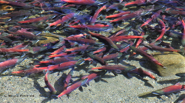 Kokanee Salmon (Oncorhynchus nerka)