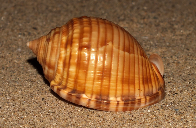 Mediterranean bonnet snail (Semicassis undulata)