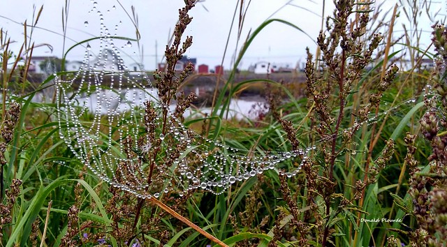 Toiles d'araignées perlés    Beaded cobwebs