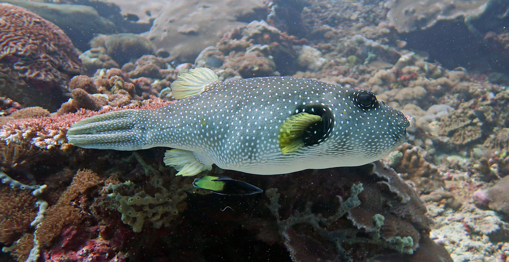 White-Spotted Puffer 9
