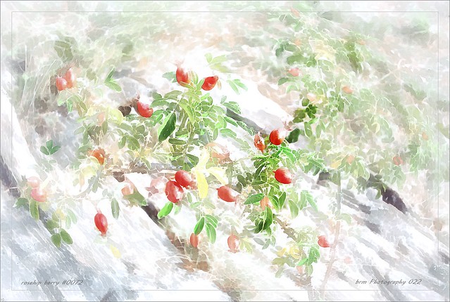 rosehip berry #0072 - Berries, mushrooms and....collection.