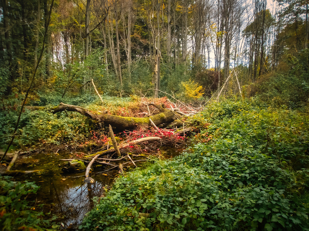 Le début de l'automne dans la forêt du Rhin... 52410539875_d6ec381d64_b