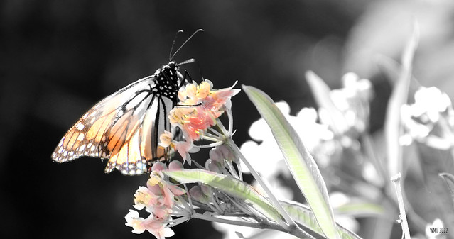 The glory of monarch butterflies is fading