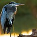 Flickr photo 'Great Blue Heron On Fire' by: Phil's 1stPix.