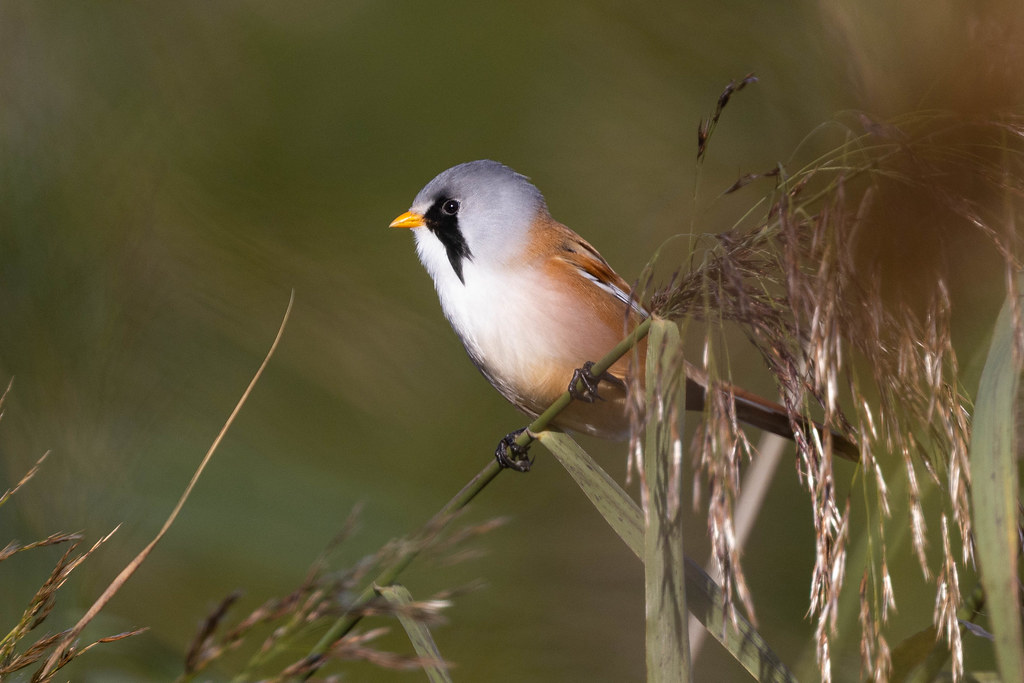 Bearded Reedling | Bearded Reedling. Westhay Moor Somerset | David ...