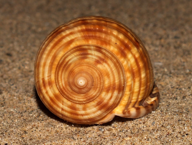 Mediterranean bonnet snail (Semicassis undulata) back