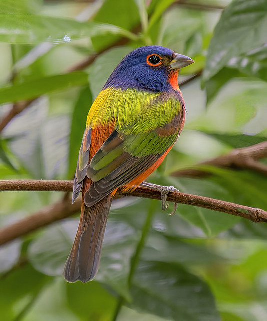 Painted Bunting, Green Cay Nature Preserve.