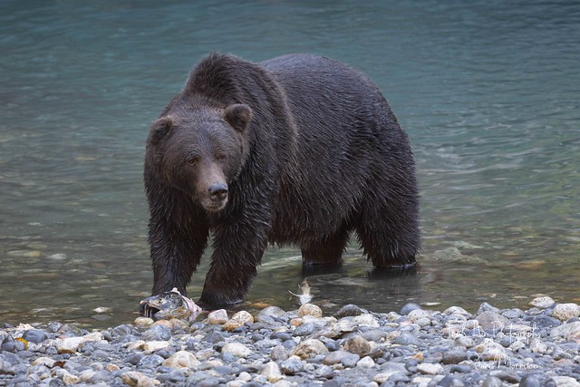 Grizzly Bear (Ursus arctos horribilis) Klite River, Toba Inlet, BC.