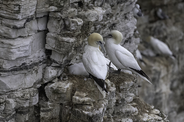 A pair of gannets (Sula bassana) with their chick at the nest on a cliff ledge.