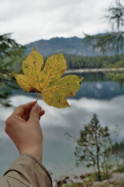 Leaf peeping {shot on film}