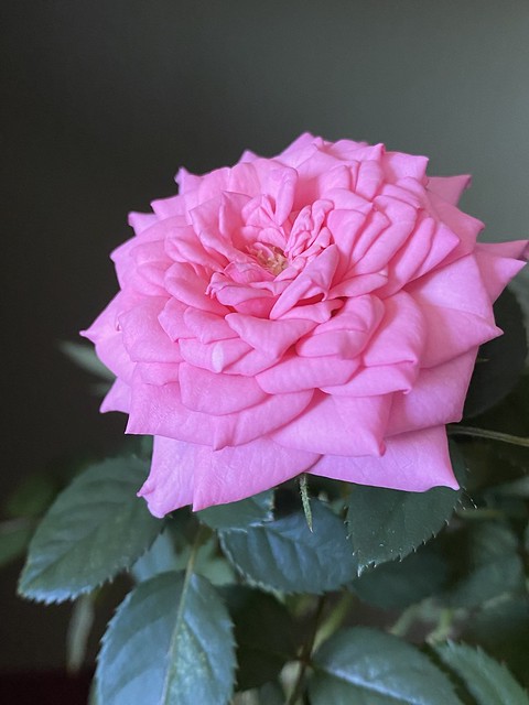Miniature rose (2)