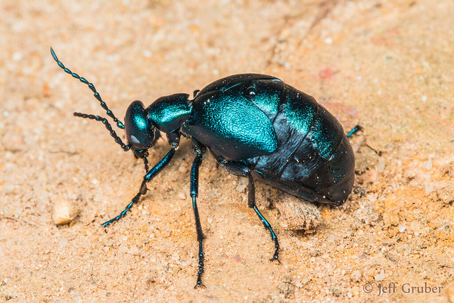 Blister Beetle (Meloe sp.)