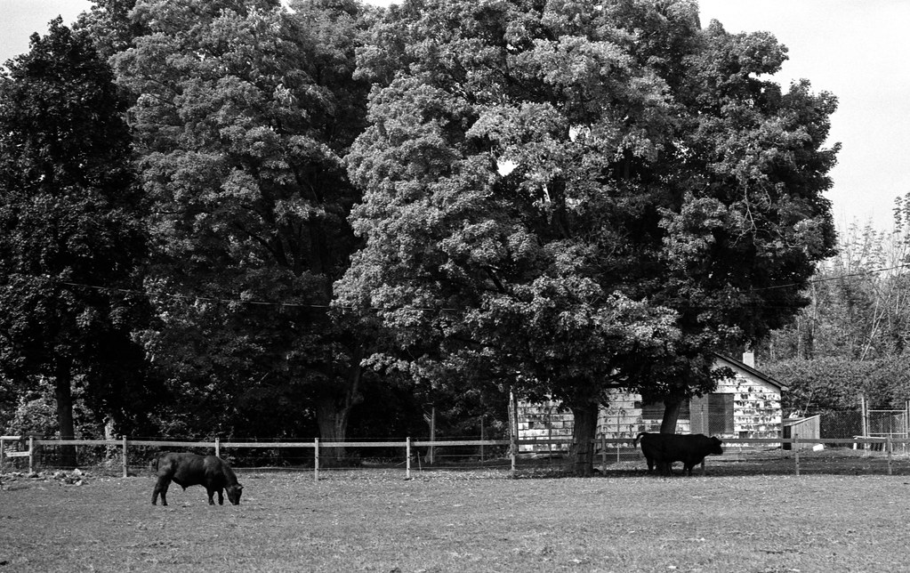 Black Cows in the Field_