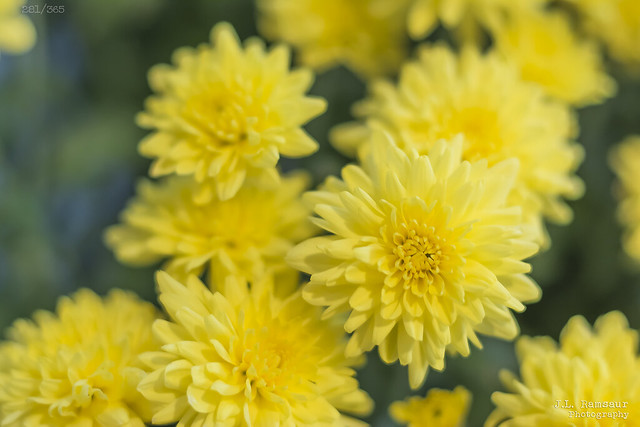 281/R365 - Yellow Chrysanthemum - Cookeville, Tennessee