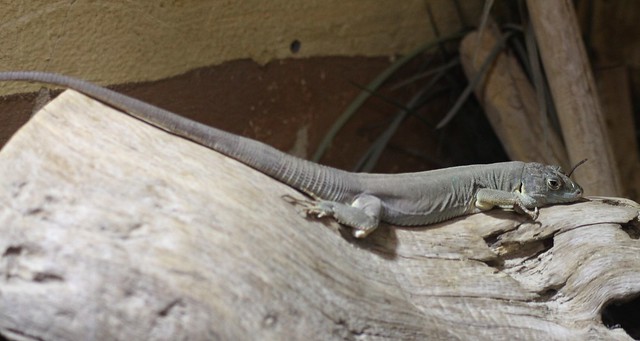 Jayakar lizard (Omanosaura jayakari)