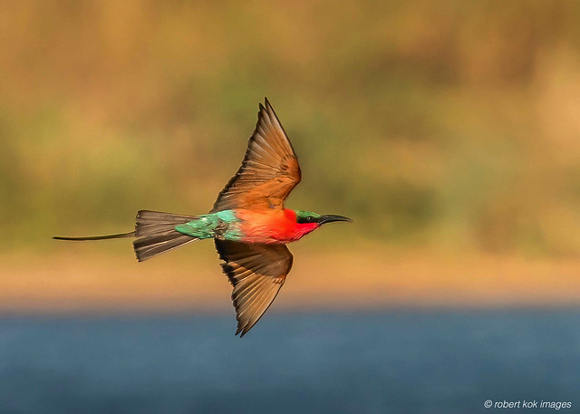 Southern Carmine bee-eater!