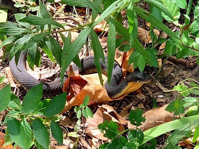 Black Snake, Houston Arboretum (10/7/2022)