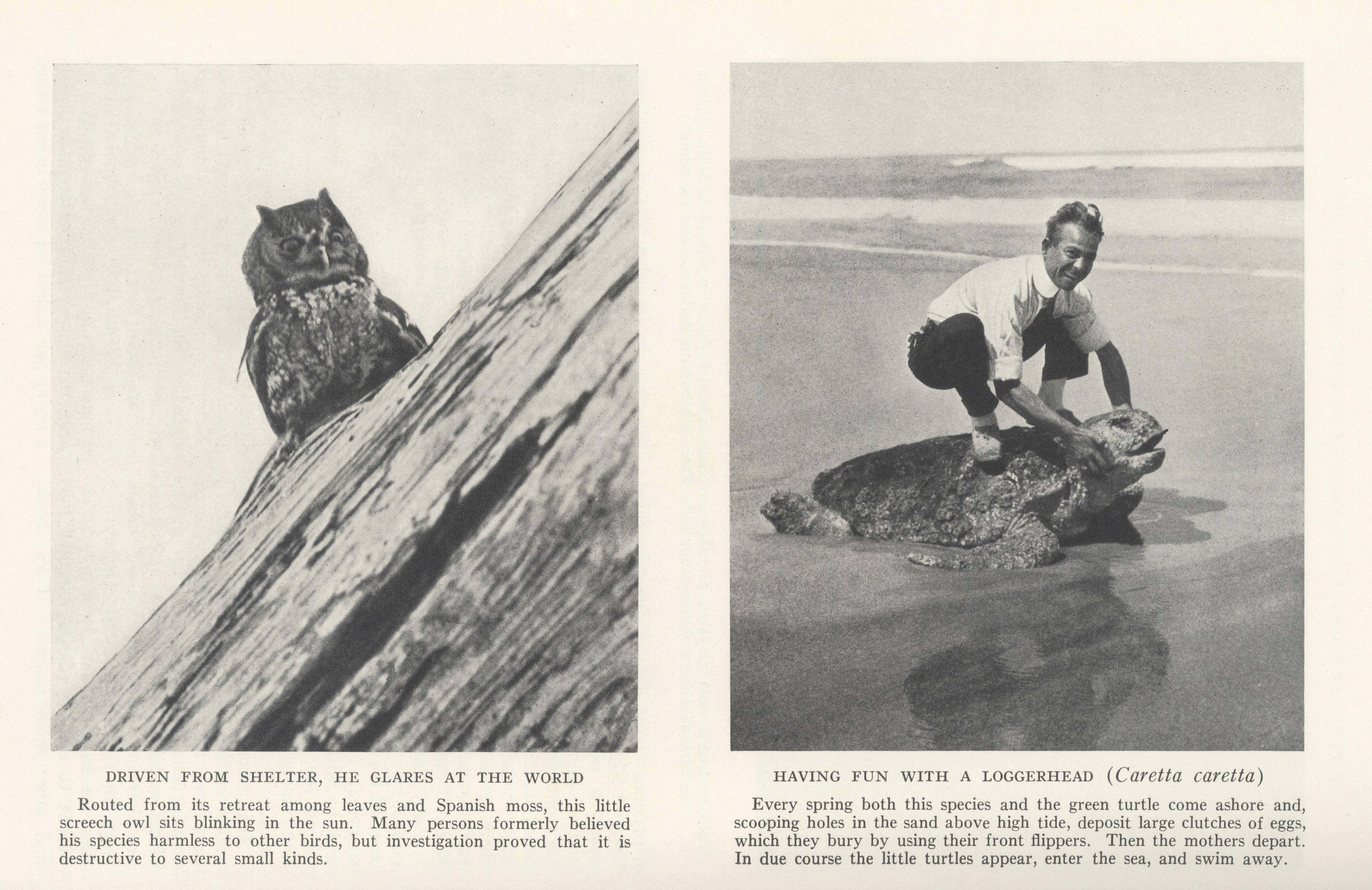 George Shiras 3rd :: Little screech owl. Published in Hunting wild life with camera and flashlight : a record of sixty-five years’ visits to the woods and waters of North America. Volume II, National Geographic Society, 1935. | src Memorial University of Newfoundland