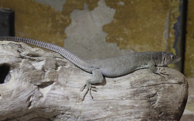Jayakar lizard (Omanosaura jayakari)