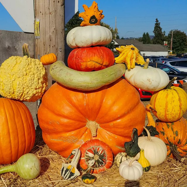 I liked their #displays of #stackedpumpkins that seemed to defy gravity.