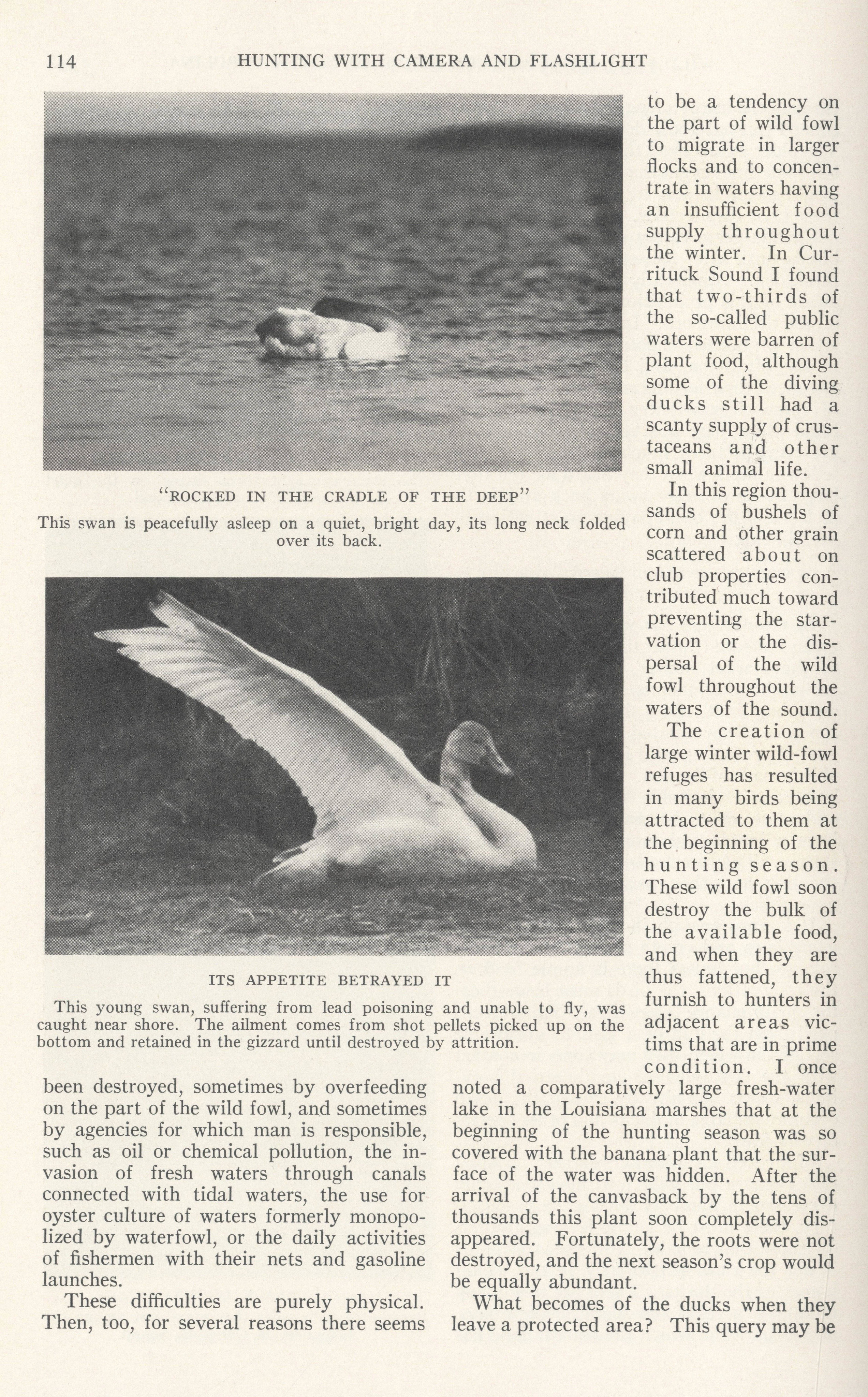 George Shiras 3rd :: Young swan suffering from lead poisoning. Published in Hunting wild life with camera and flashlight : a record of sixty-five years’ visits to the woods and waters of North America. Volume II, 1935. Full page 114. | src Memorial University of Newfoundland